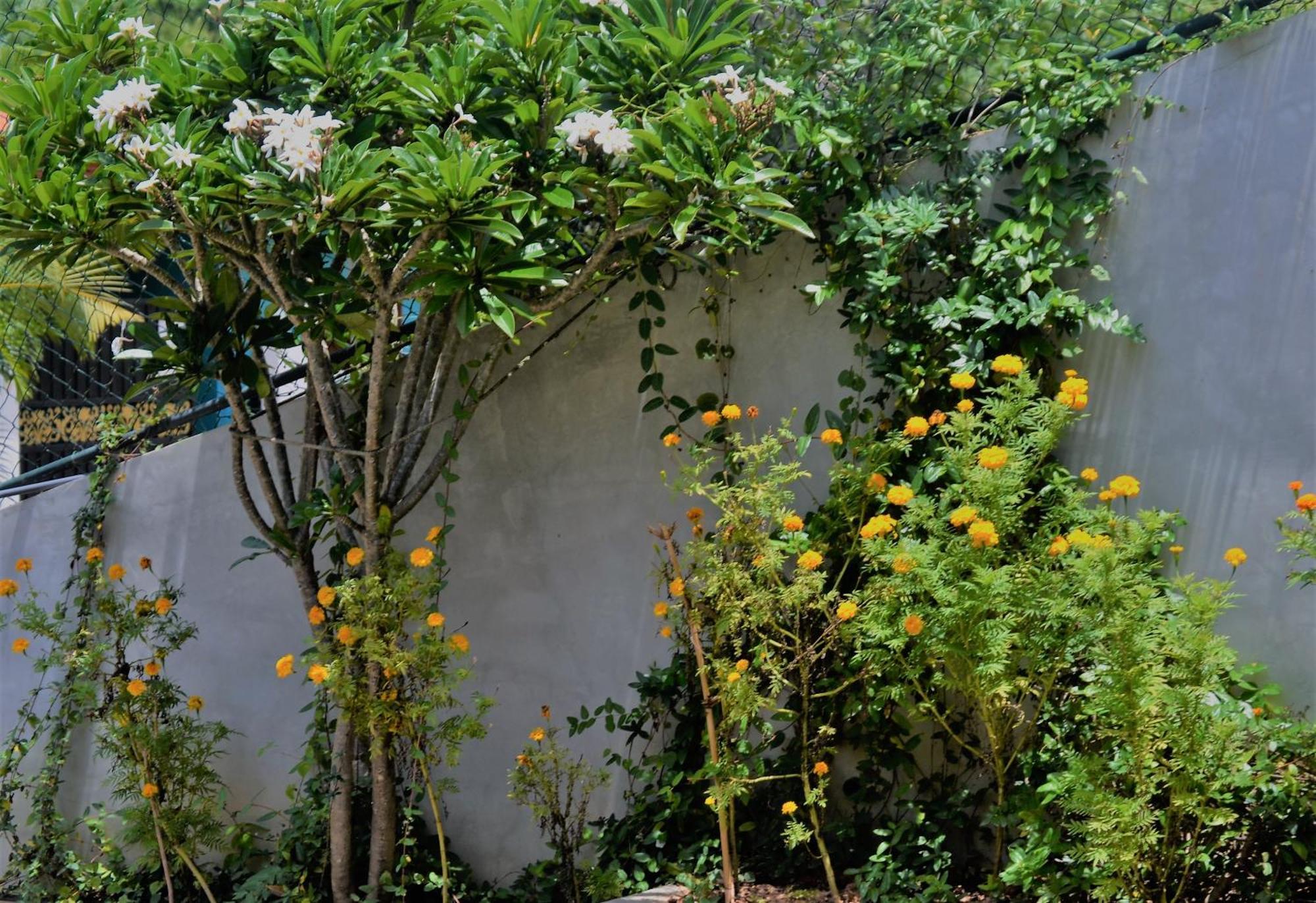 Bed and Breakfast Bellaxy Ceylon Esterno foto
